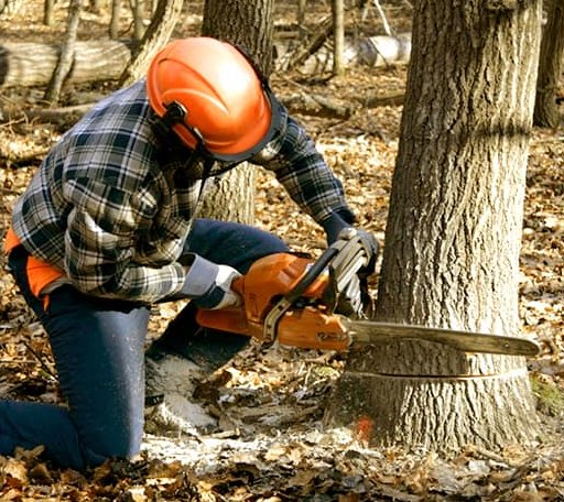 Tree Removal in Refton, PA